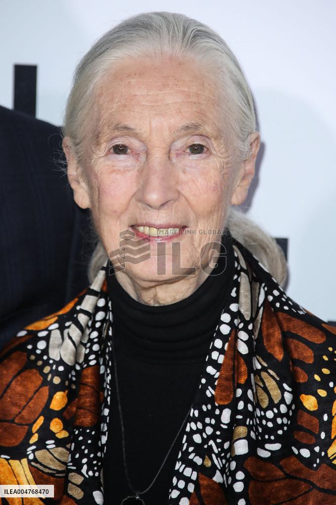Jane Goodall Dead At 91