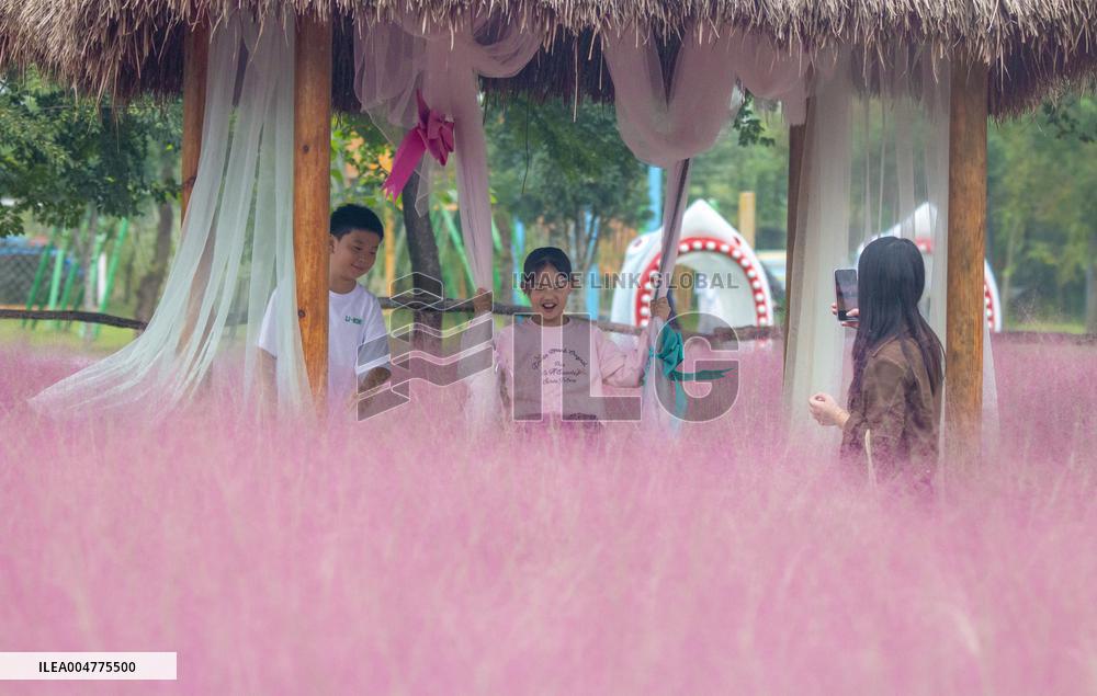 Pink Muhlygrass Tourism in Suqian