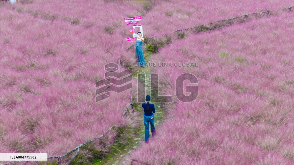Pink Muhlygrass Tourism in Suqian