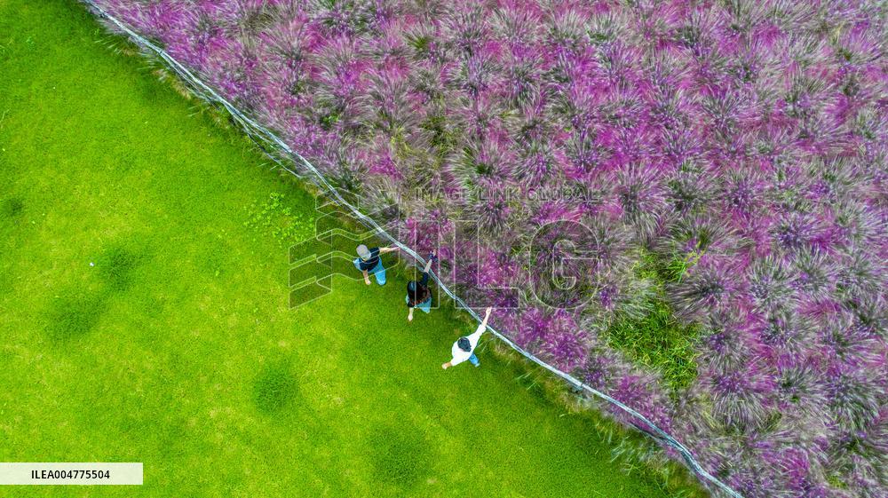 Pink Muhlygrass Tourism in Suqian