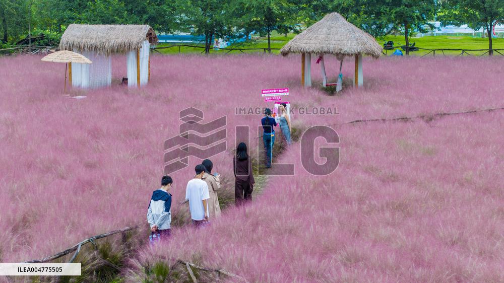 Pink Muhlygrass Tourism in Suqian
