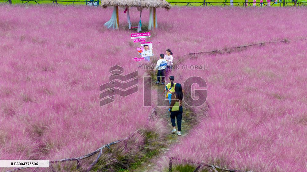 Pink Muhlygrass Tourism in Suqian
