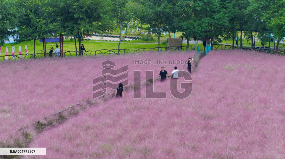 Pink Muhlygrass Tourism in Suqian