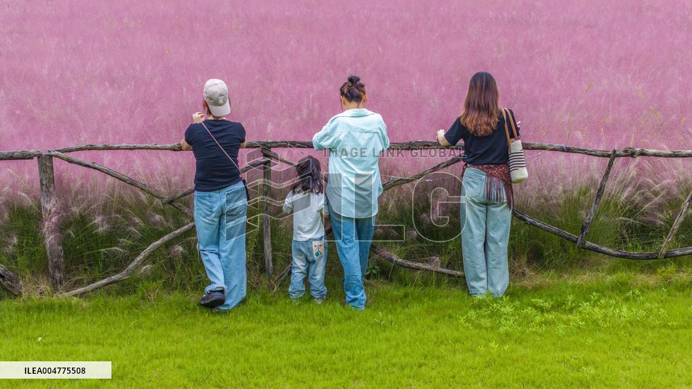 Pink Muhlygrass Tourism in Suqian