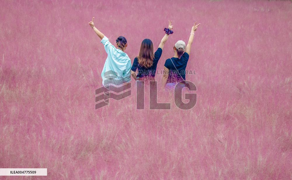 Pink Muhlygrass Tourism in Suqian