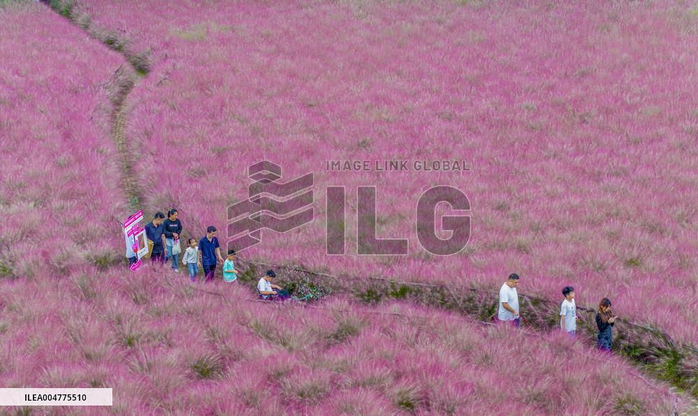 Pink Muhlygrass Tourism in Suqian
