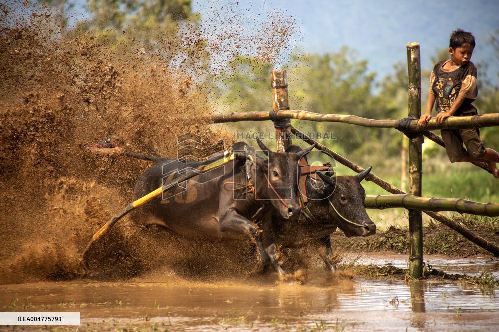 Traditional Bull Race - Indonesia