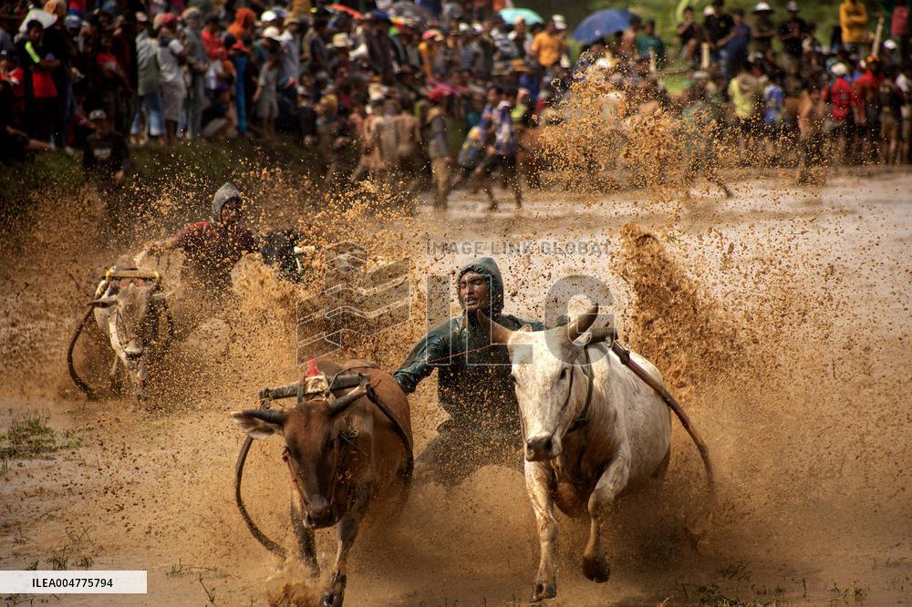 Traditional Bull Race - Indonesia