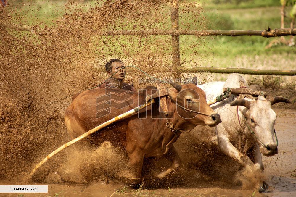 Traditional Bull Race - Indonesia