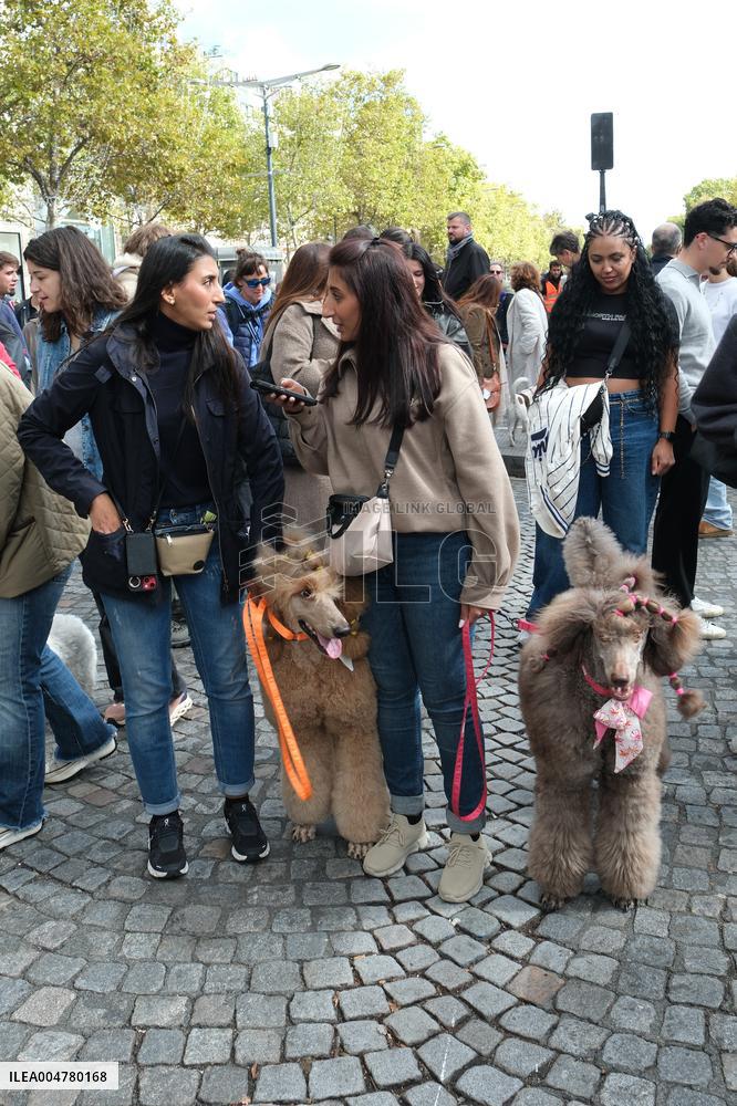 Animal Walk on the Avenue Des Champs Elysees - Paris