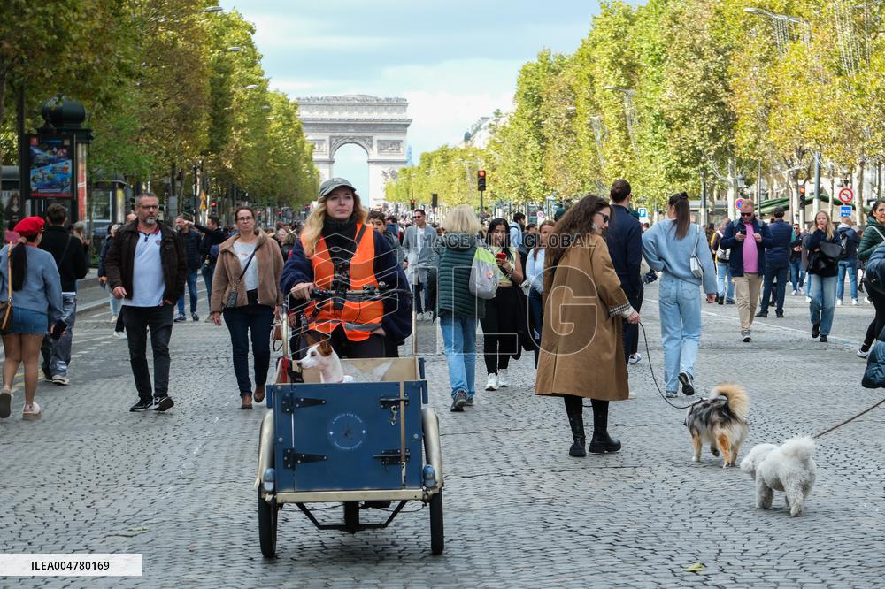 Animal Walk on the Avenue Des Champs Elysees - Paris