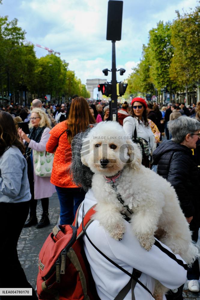 Animal Walk on the Avenue Des Champs Elysees - Paris