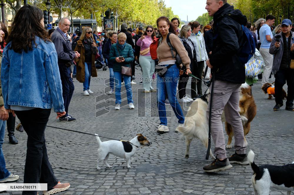 Animal Walk on the Avenue Des Champs Elysees - Paris