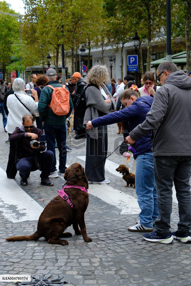 Animal Walk on the Avenue Des Champs Elysees - Paris