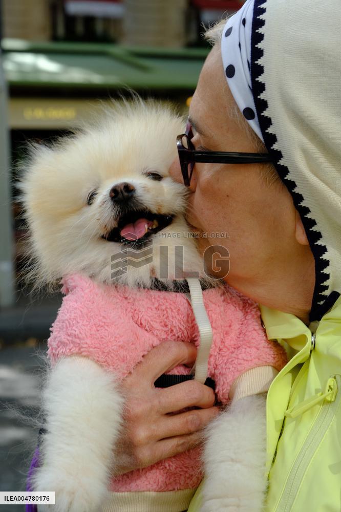 Animal Walk on the Avenue Des Champs Elysees - Paris