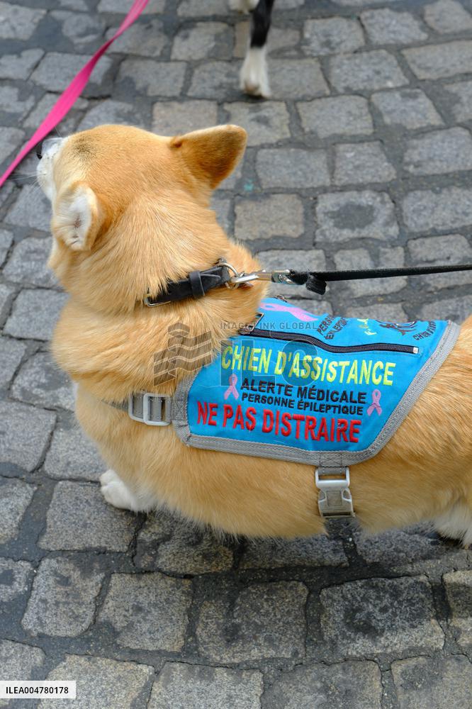Animal Walk on the Avenue Des Champs Elysees - Paris