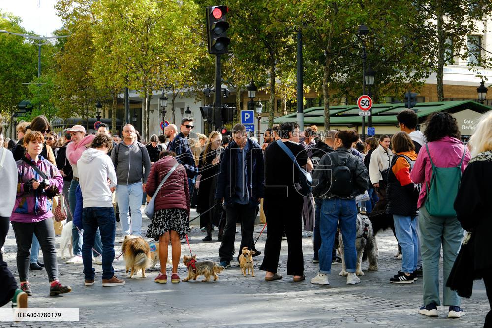 Animal Walk on the Avenue Des Champs Elysees - Paris