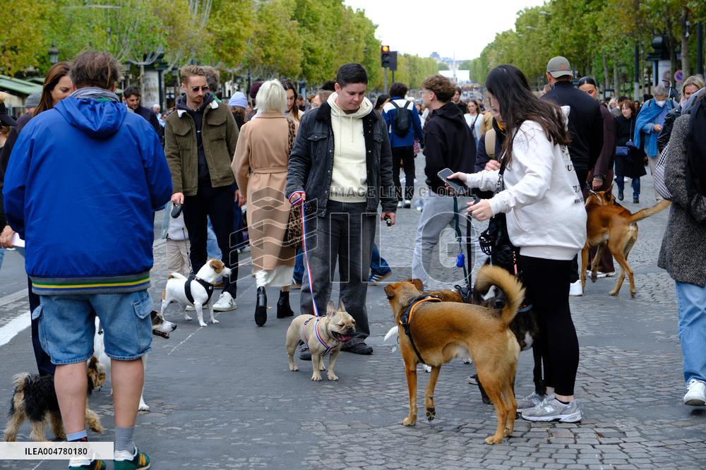 Animal Walk on the Avenue Des Champs Elysees - Paris
