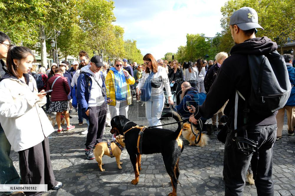 Animal Walk on the Avenue Des Champs Elysees - Paris