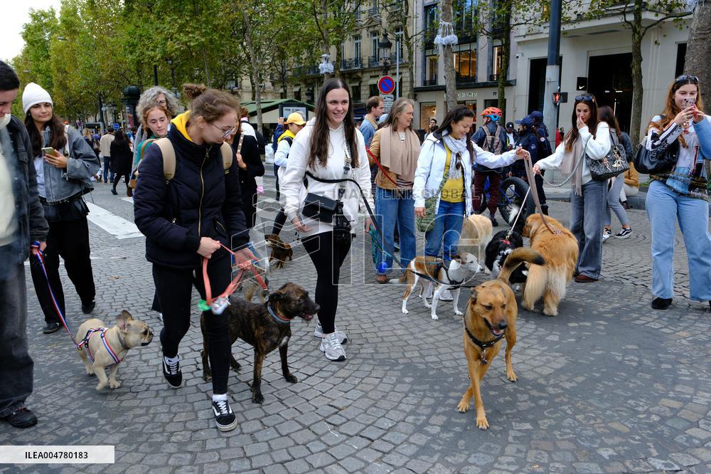 Animal Walk on the Avenue Des Champs Elysees - Paris
