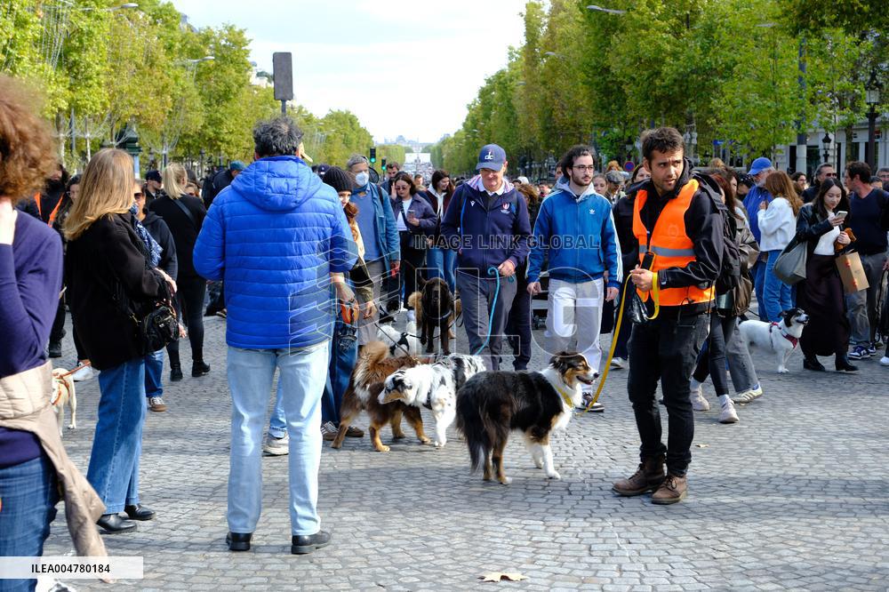 Animal Walk on the Avenue Des Champs Elysees - Paris