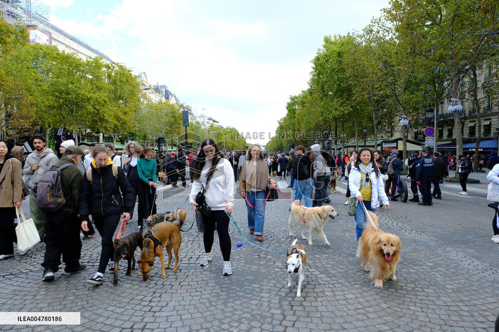Animal Walk on the Avenue Des Champs Elysees - Paris