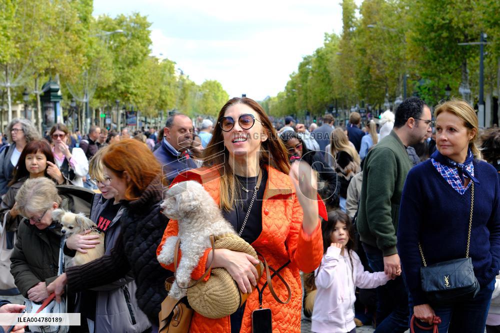 Animal Walk on the Avenue Des Champs Elysees - Paris