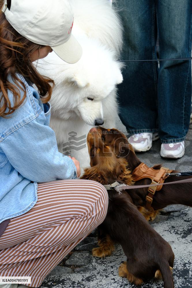 Animal Walk on the Avenue Des Champs Elysees - Paris