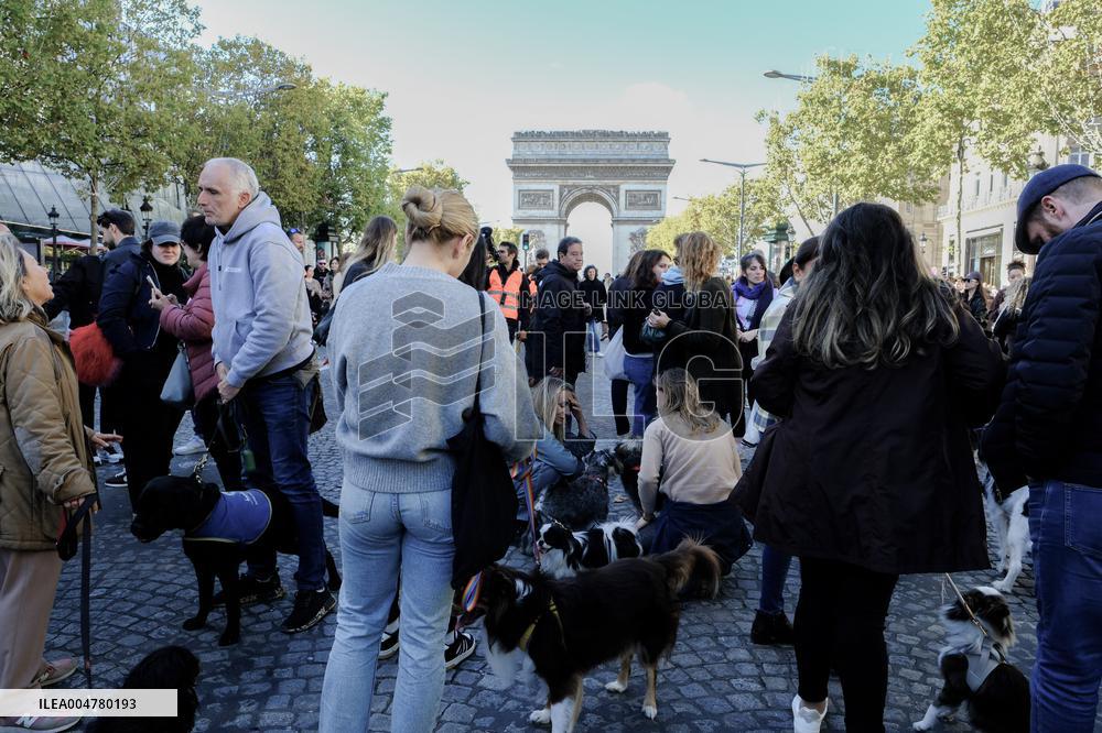 Animal Walk on the Avenue Des Champs Elysees - Paris