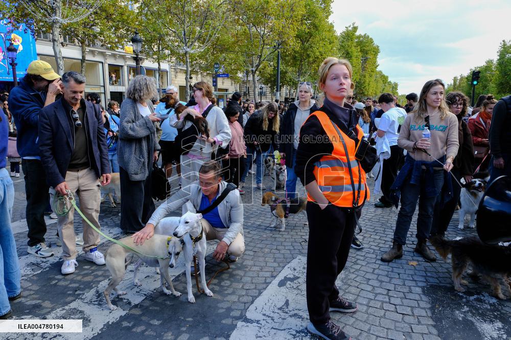 Animal Walk on the Avenue Des Champs Elysees - Paris