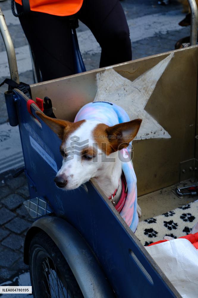 Animal Walk on the Avenue Des Champs Elysees - Paris