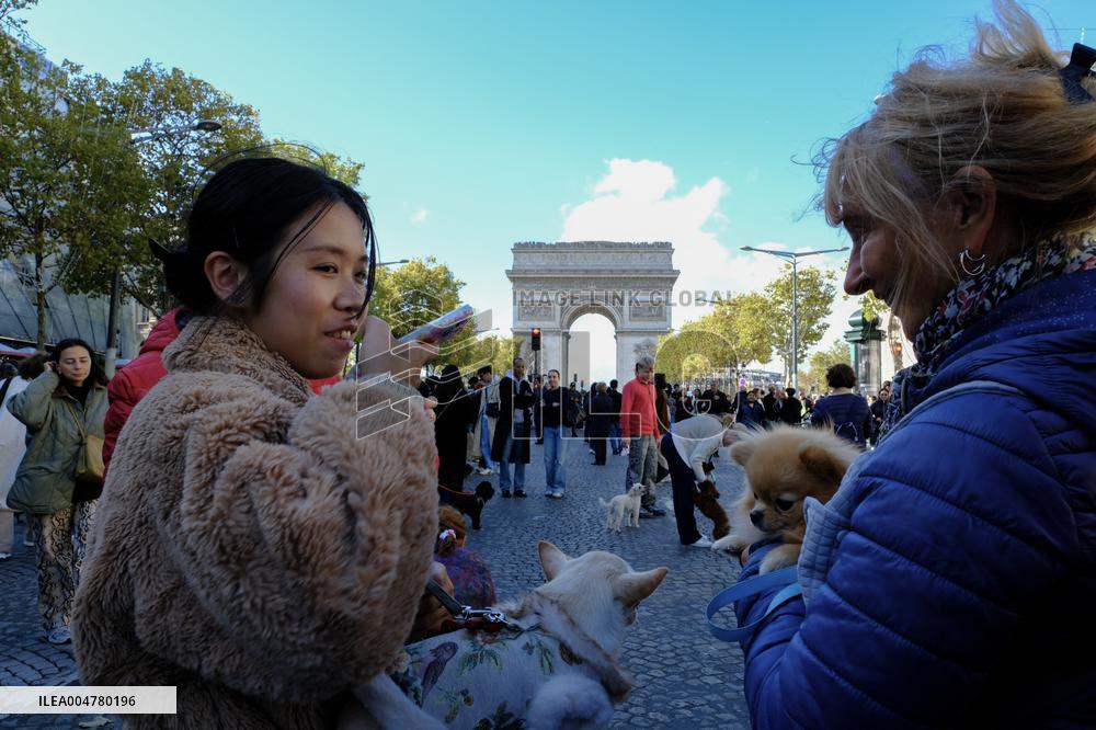Animal Walk on the Avenue Des Champs Elysees - Paris