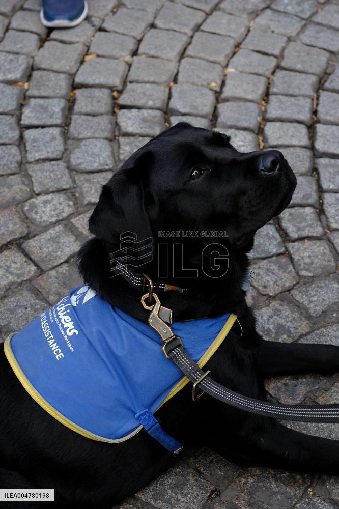 Animal Walk on the Avenue Des Champs Elysees - Paris