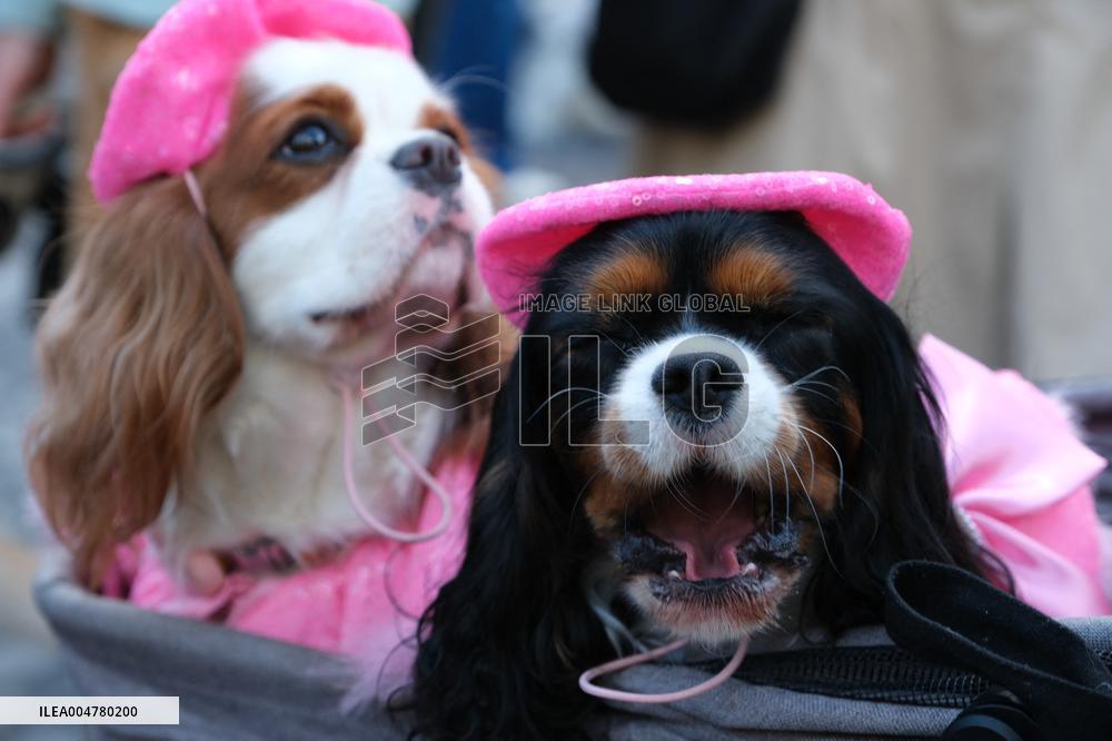 Animal Walk on the Avenue Des Champs Elysees - Paris