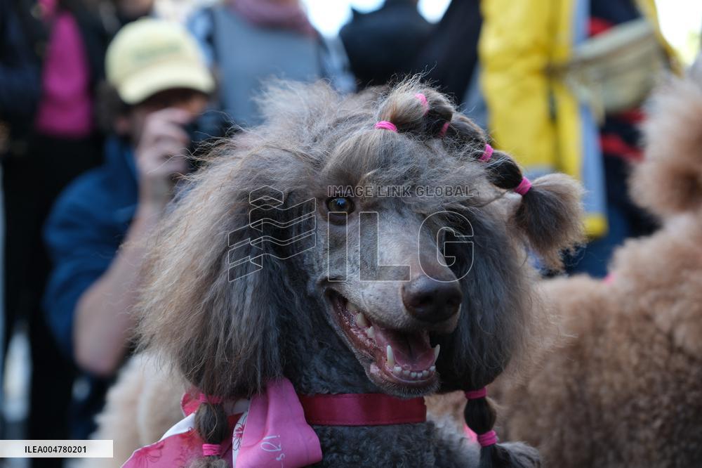 Animal Walk on the Avenue Des Champs Elysees - Paris