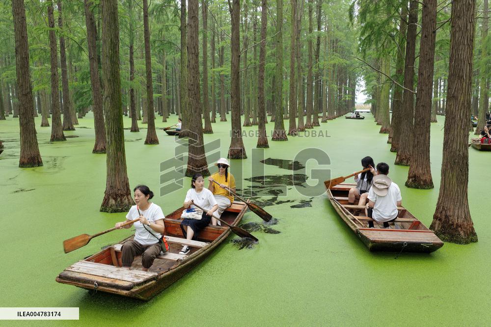 Tourists Row Boats At Luyang Lake Wetland Park - Yangzhou