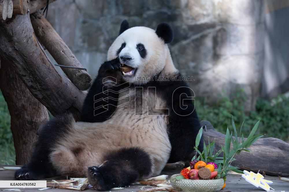 Giant Panda Celebrate Mid-Autumn Festival
