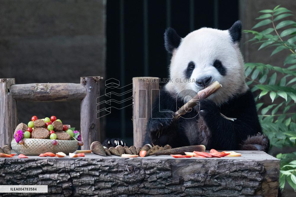 Giant Panda Celebrate Mid-Autumn Festival