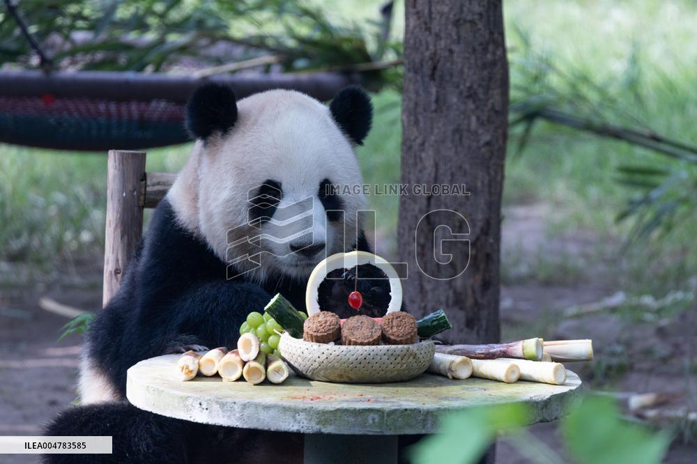 Giant Panda Celebrate Mid-Autumn Festival