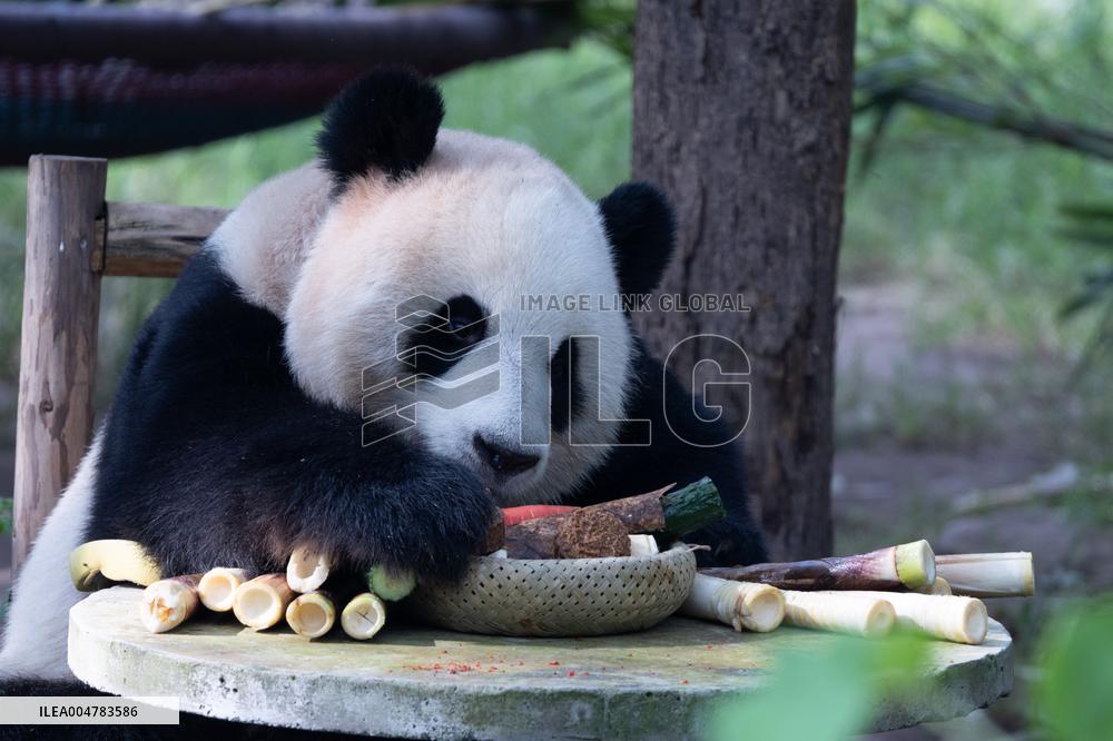 Giant Panda Celebrate Mid-Autumn Festival
