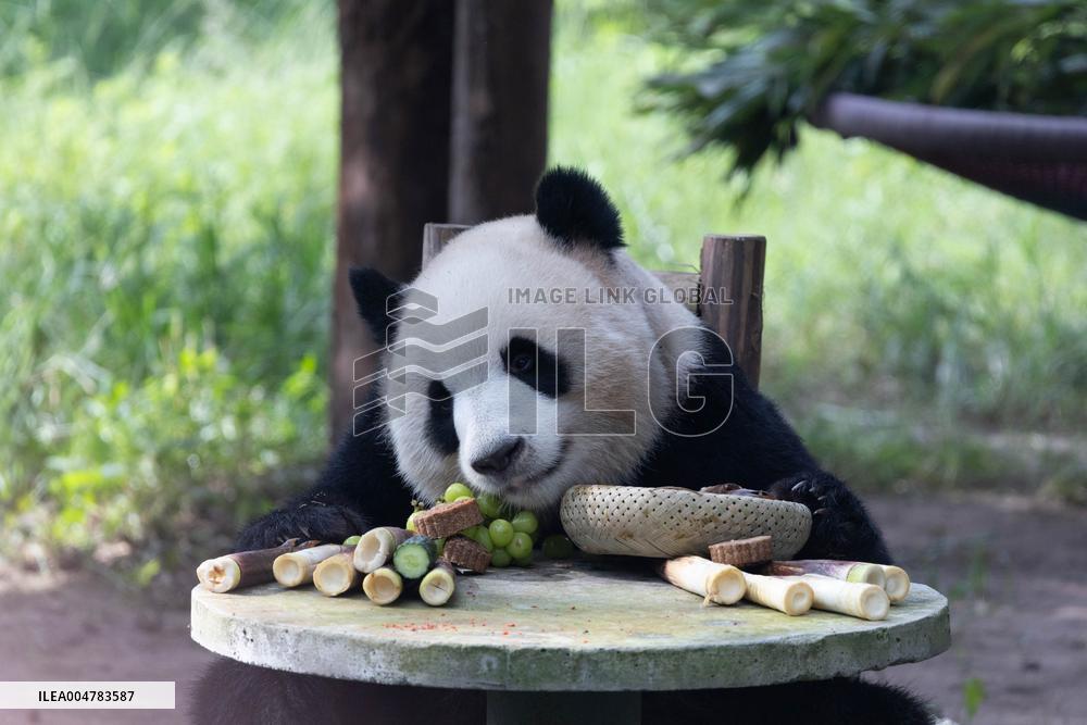 Giant Panda Celebrate Mid-Autumn Festival