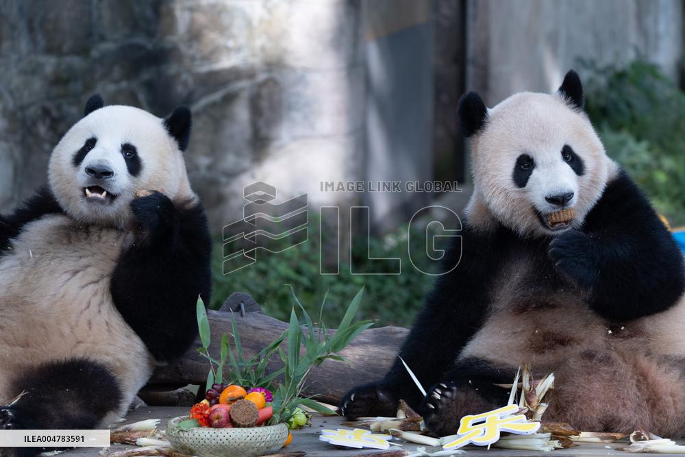 Giant Panda Celebrate Mid-Autumn Festival
