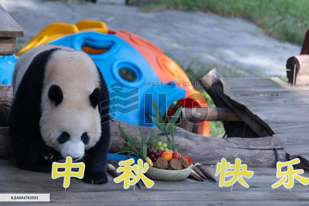 Giant Panda Celebrate Mid-Autumn Festival