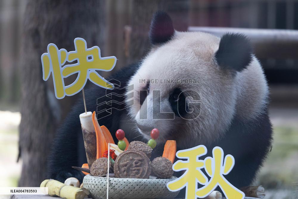 Giant Panda Celebrate Mid-Autumn Festival