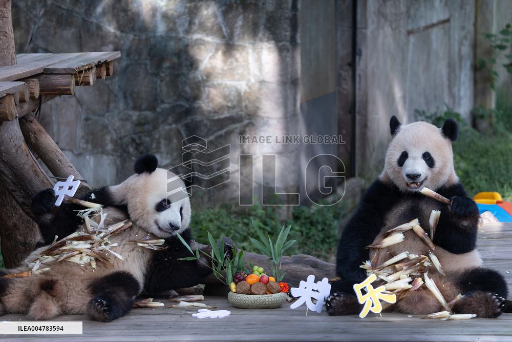 Giant Panda Celebrate Mid-Autumn Festival