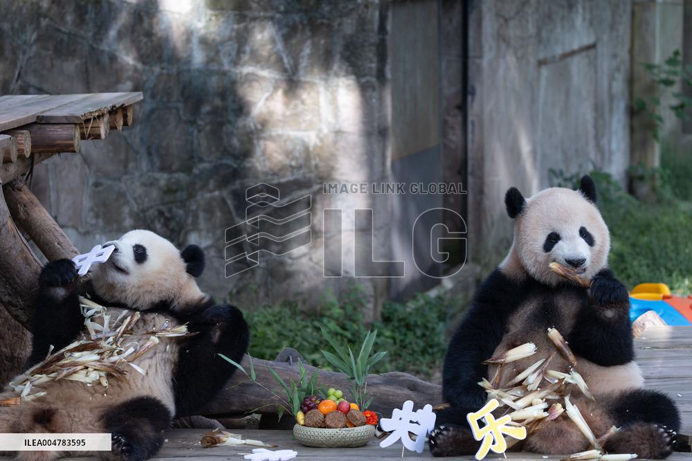 Giant Panda Celebrate Mid-Autumn Festival