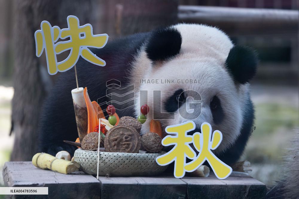 Giant Panda Celebrate Mid-Autumn Festival