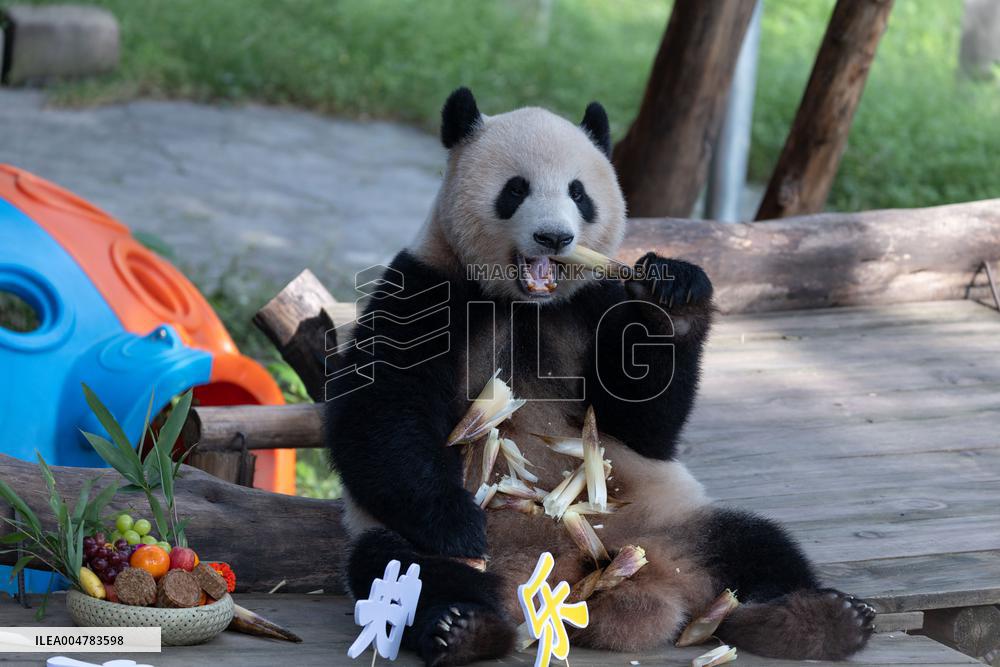 Giant Panda Celebrate Mid-Autumn Festival