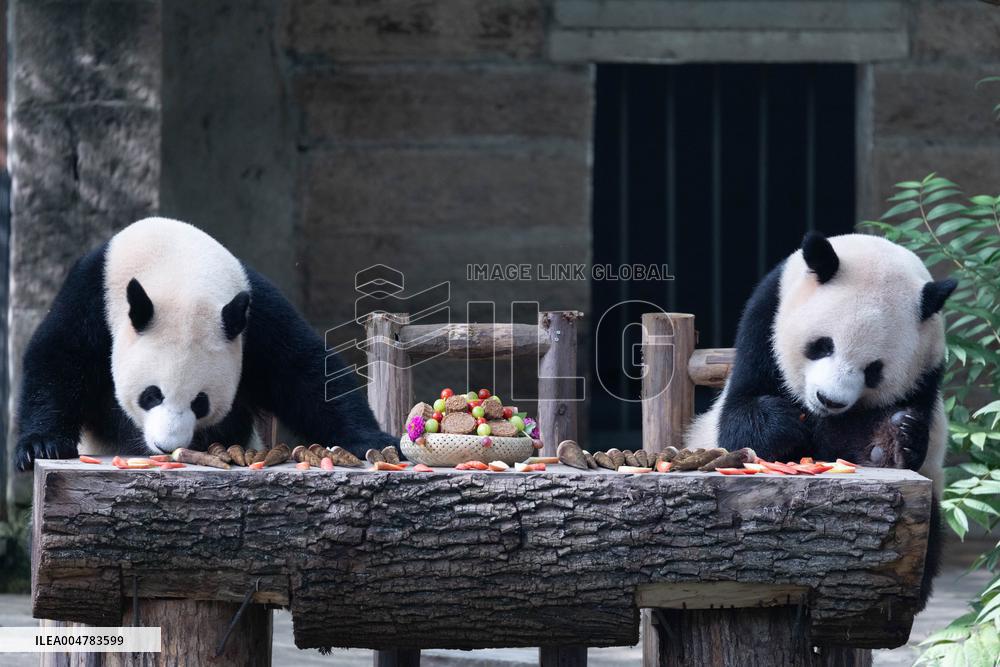 Giant Panda Celebrate Mid-Autumn Festival