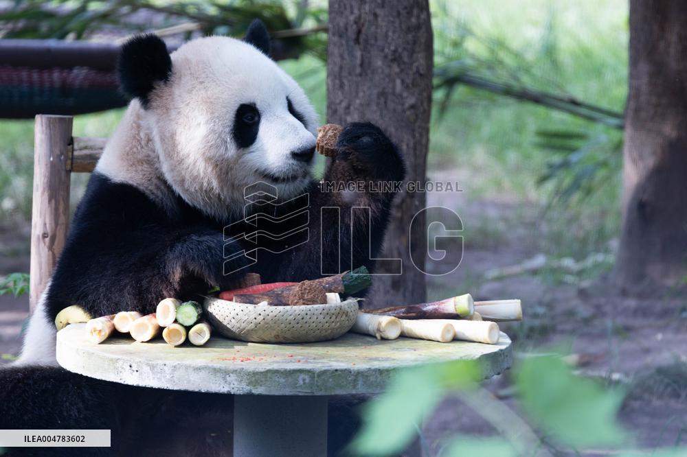 Giant Panda Celebrate Mid-Autumn Festival